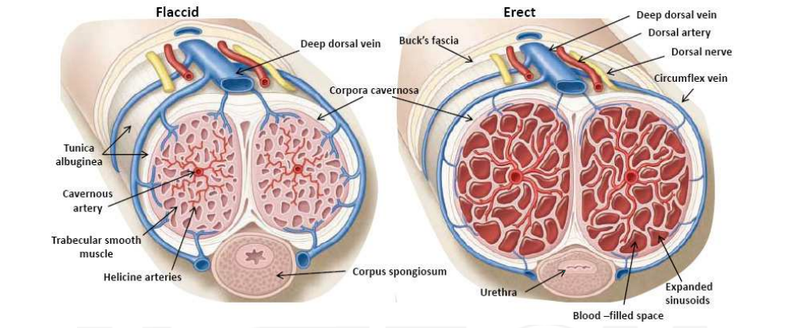 Illustration for article titled Keeping It Up: The Science of Erections